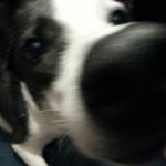 Profile Picture of joab Alexander the dog (@jub.a.joab) on Instagram
