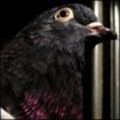 Profile Picture of Ivan Labrie (@ivan_labrie) on Twitter