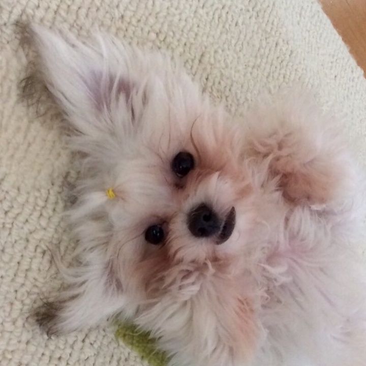 Profile Picture of TamiDowns (@olsonypzusp) on Tiktok