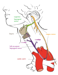 Profile Picture of Recurrent laryngeal nerve - Wikipediaon Wikipedia