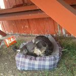 Profile Picture of Nicholas Alonzo (@nickerino_arts_x3) on Instagram