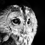 Profile Picture of aqqabsm (@aqqabsm) on Flickr