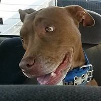 Profile Picture of Richard Calvert (@rcalvert3) on Pinterest