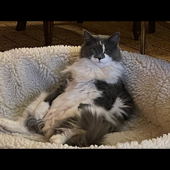 Profile Picture of Cameron Reittinger (@c_reittinger) on Poshmark