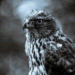 Profile Picture of Jackson (@tod_jackson) on Instagram