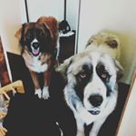 Profile Picture of Kristen Cain (@dogs_took_over) on Instagram