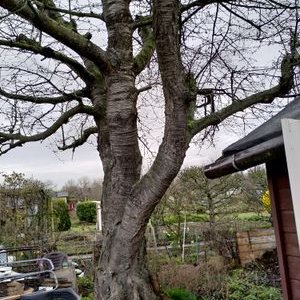 Profile Picture of Robert Lösch (@ropert_suelze) on Twitter