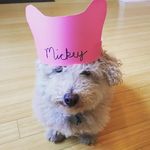 Profile Picture of Mickey Patel (@mickey_patel_dc) on Instagram