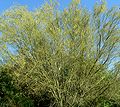 Profile Picture of Parkinsonia microphyllaon Wikipedia