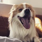 Profile Picture of Alfie. Amber. Ash  🐶🏃🏻‍♀️💁🏻‍♀️ (@alfie_border_collie) on Instagram