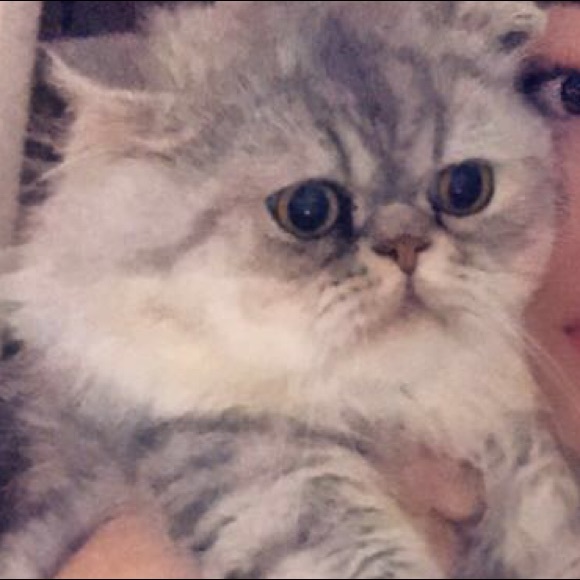 Profile Picture of Julie Rodela (@juliexxrod) on Poshmark