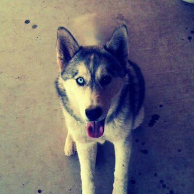 Profile Picture of Jakob Bell (@duncan_wolf) on Twitter
