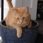 Profile Picture of Leah Hodgson (@leah.35) on Instagram