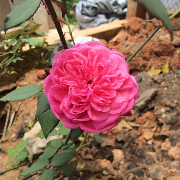 Profile Picture of Hiranis Rodz (@hiranis_17) on Poshmark