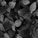 Blume - Instagram Profile Picture of Blume (@blakeneysabolnu) on Instagram