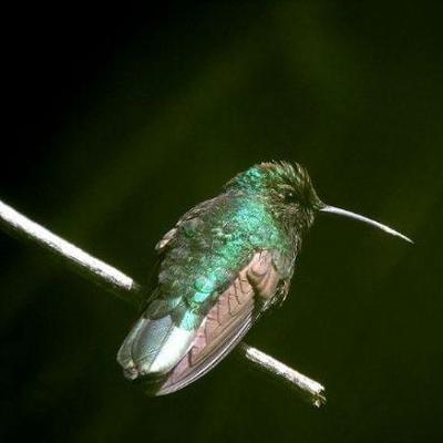 Profile Picture of Agustin Machuca Puen (@aguma55) on Twitter