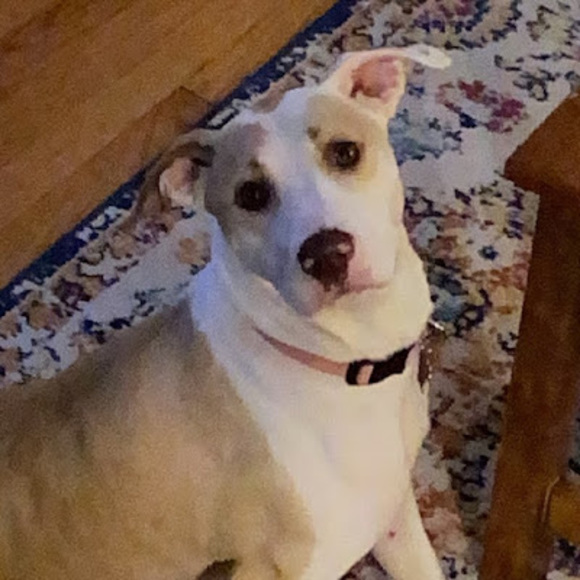 Profile Picture of Eoin Moy (@emoy309) on Poshmark