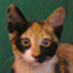 Profile Picture of Yong Choi (@sk8er_choi) on Flickr