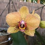 Profile Picture of Lisa Saxby (@saxbyorchids) on Instagram
