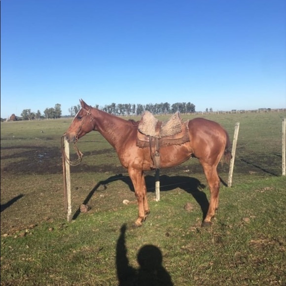 Profile Picture of Rodrigo gabriel Teixeira piriz (@roalifran27) on Poshmark