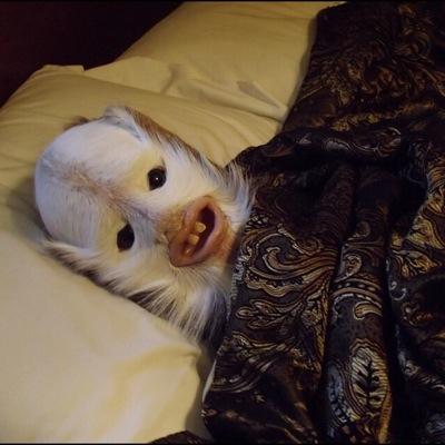 Profile Picture of Noel Fielding (@noelfielding11) on Twitter