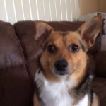 Profile Picture of Candy Lynn (@pooper_the_terrior_mix) on Instagram
