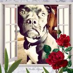 Profile Picture of Stacey Pierson (@mamma_stacey) on Instagram