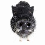 Profile Picture of Candice Thompson Wilson (@camp_figwig) on Instagram