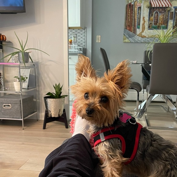 Profile Picture of Maria Dimurro (@frecycler) on Poshmark