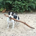 Profile Picture of Benji Dog (@benji.jackrussell) on Instagram