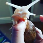 Profile Picture of Nathaniel Irving (@snail_mad) on Instagram