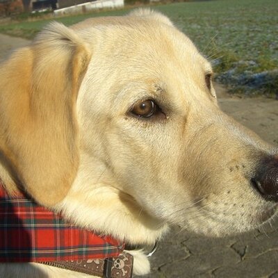 Profile Picture of Ben Dix (@_Bendix) on Twitter