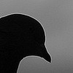 Profile Picture of Hugo Pereira (@mesuhgan) on Flickr