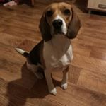 Profile Picture of beagle_gloria (@beagle_gloria) on Instagram