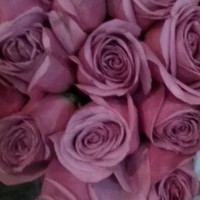 Profile Picture of Jacqueline S. Jakovac (@jacqueline-s-jakovac) on Quora