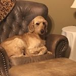 Profile Picture of Buddy Stewart (@buddy_the_dog331) on Instagram