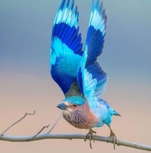 Profile Picture of Debbie Grant (@debbiegrant106) on Poshmark