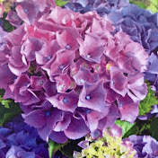 Profile Picture of Lea Pence (@sweitzey) on Youtube