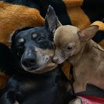 Profile Picture of Robin Cherney (@robu_1221) on Instagram