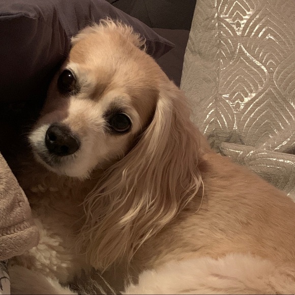 Profile Picture of Laura Camarillo (@lauurraaa7) on Poshmark