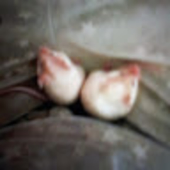 Profile Picture of Tillie Blaber (@blabertillie) on Poshmark