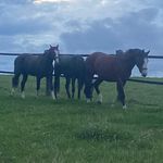 Profile Picture of Michael Raschke (@michael.raschke) on Instagram