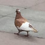 Profile Picture of Steve The Albino Pigeon (@steve_the_albino_pigeon) on Instagram