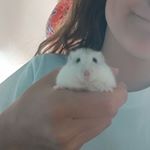 Profile Picture of grummel (@grummel_de_hamster) on Instagram