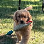 Profile Picture of Robin Barron Miller (@piperpuppic) on Instagram