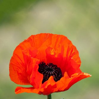 Profile Picture of ML Battlefield Tours (@MLBFT) on Twitter