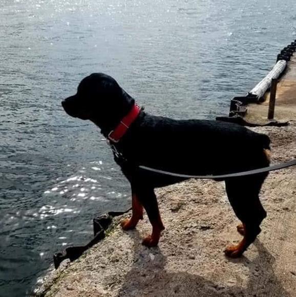 Profile Picture of Bradley Bellile (@b_bellile) on Poshmark