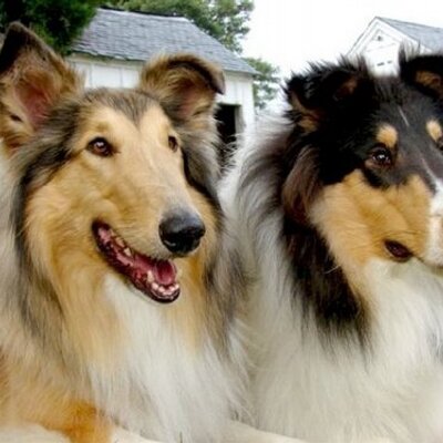 Profile Picture of Jeanne Reif (@jreif570) on Twitter