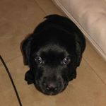 Profile Picture of Winston Hubert McIntosh (@toshiboixi) on Instagram