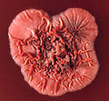 Profile Picture of Talaromyces marneffeion Wikipedia